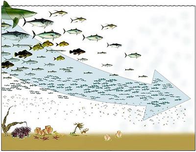 End Overfishing and Increase the Resilience of the Ocean to Climate Change